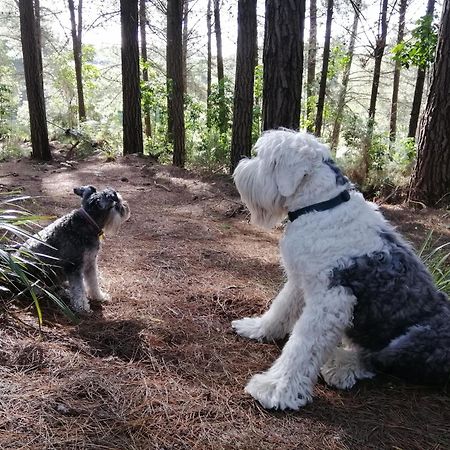 Beech Hill - Pet Friendly Holiday Home Tasman Kültér fotó