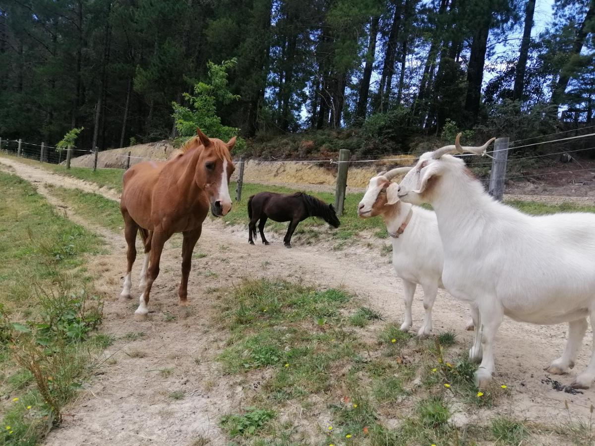 Beech Hill - Pet Friendly Holiday Home Tasman Kültér fotó