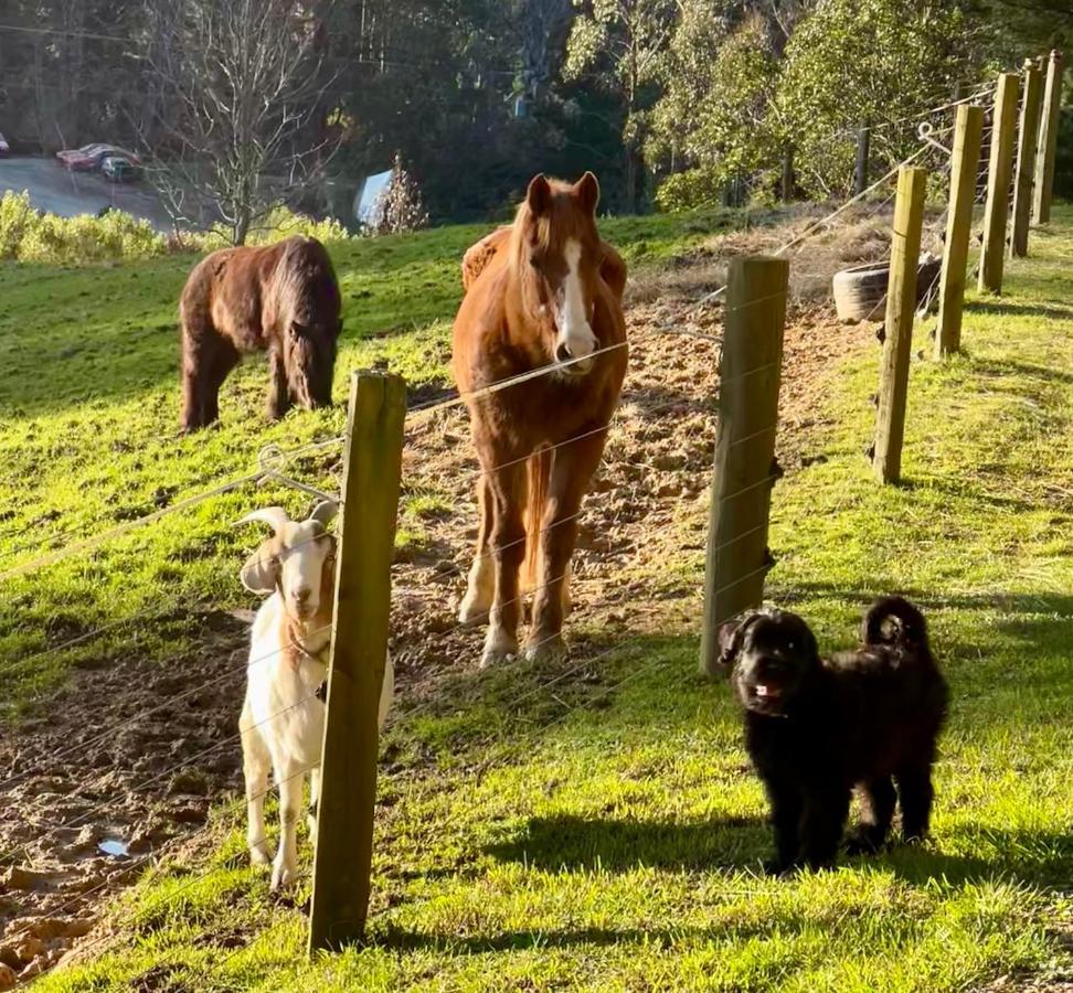 Beech Hill - Pet Friendly Holiday Home Tasman Kültér fotó